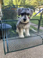 AKC Rocky, a male Miniature Schnauzer for sale in Henderson, TN – 4 of 7
