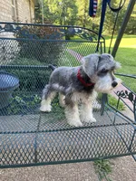 AKC Rocky, a male Miniature Schnauzer for sale in Henderson, TN – 2 of 7