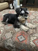 Brutus , a male Miniature Schnauzer for sale in Henderson, TN – 7 of 8