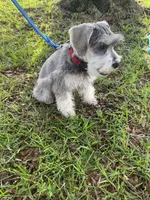 Rocky, a male Miniature Schnauzer for sale in Henderson, TN – 5 of 9