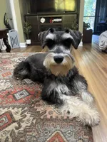 Brutus - AKC  Sold , a male Miniature Schnauzer for sale in Henderson, TN – 3 of 8