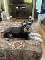 Charlie - AKC Sold, a male Miniature Schnauzer for sale in Henderson, TN – 3 of 8