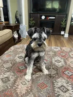 Charlie , a male Miniature Schnauzer for sale in Henderson, TN – 2 of 7
