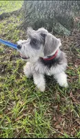Rocky, a male Miniature Schnauzer for sale in Henderson, TN – 8 of 9