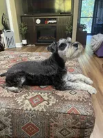 Charlie - AKC Sold, a male Miniature Schnauzer for sale in Henderson, TN – 5 of 8