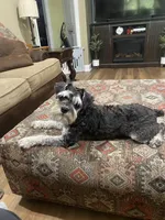 Charlie , a male Miniature Schnauzer for sale in Henderson, TN – 6 of 7