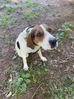 Trooper, a male Treeing Walker Coonhound for sale in Henderson, TN – 3 of 3