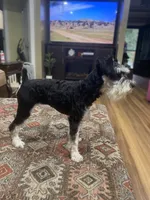 Roxy, a female Miniature Schnauzer for sale in Henderson, TN – 4 of 5