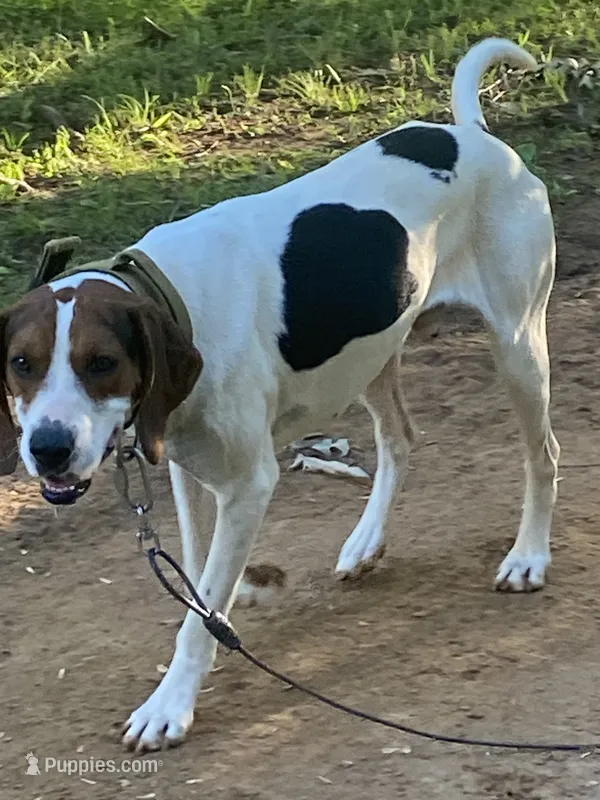 Trooper – Treeing Walker Coonhound puppy for sale in Henderson, TN