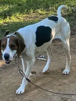 Trooper, a male Treeing Walker Coonhound for sale in Henderson, TN – 1 of 3