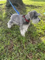 Rocky, a male Miniature Schnauzer for sale in Henderson, TN – 2 of 9