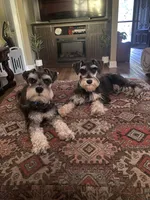Brutus - AKC  Sold , a male Miniature Schnauzer for sale in Henderson, TN – 8 of 8