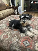 Brutus , a male Miniature Schnauzer for sale in Henderson, TN – 4 of 8