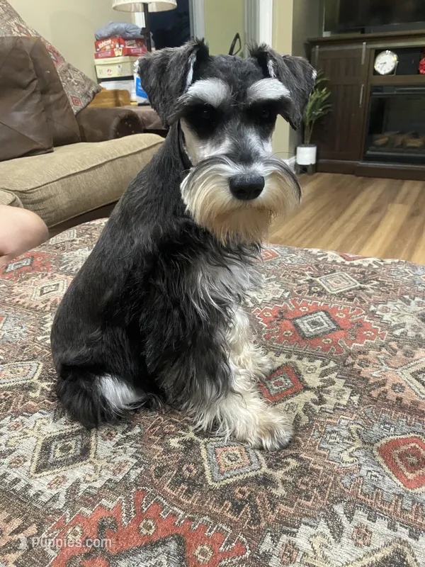 Brutus - AKC  Sold  – Miniature Schnauzer puppy for sale in Henderson, TN