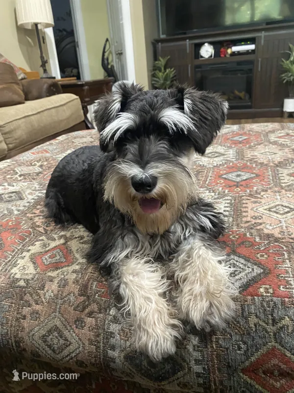 Brutus  – Miniature Schnauzer puppy for sale in Henderson, TN