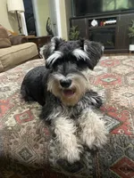 Brutus , a male Miniature Schnauzer for sale in Henderson, TN – 1 of 8