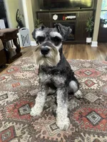 Charlie - AKC Sold, a male Miniature Schnauzer for sale in Henderson, TN – 2 of 8