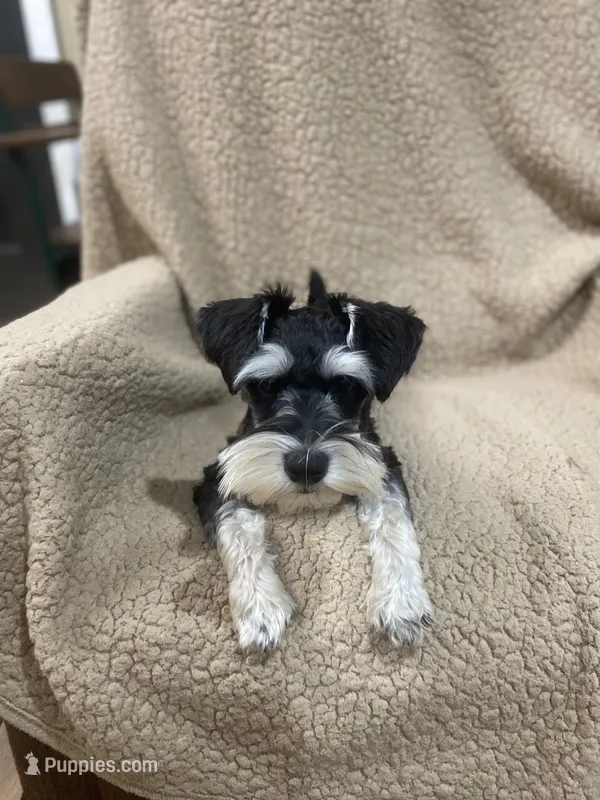 Roxy – Miniature Schnauzer puppy for sale in Henderson, TN