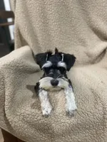 Roxy, a female Miniature Schnauzer for sale in Henderson, TN – 1 of 5