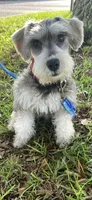 Rocky, a male Miniature Schnauzer for sale in Henderson, TN – 3 of 9