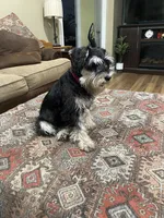 Brutus , a male Miniature Schnauzer for sale in Henderson, TN – 5 of 8