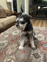 Charlie , a male Miniature Schnauzer for sale in Henderson, TN – 4 of 7