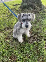 AKC Rocky, a male Miniature Schnauzer for sale in Henderson, TN – 7 of 7