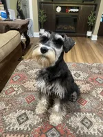 Brutus - AKC  Sold , a male Miniature Schnauzer for sale in Henderson, TN – 4 of 8