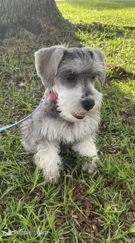 Rocky – Miniature Schnauzer puppy for sale in Henderson, TN