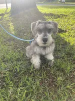 AKC Rocky, a male Miniature Schnauzer for sale in Henderson, TN – 6 of 7