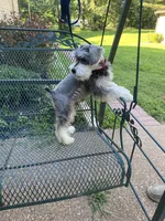 AKC Rocky, a male Miniature Schnauzer for sale in Henderson, TN – 3 of 7