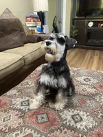 Brutus - AKC  Sold , a male Miniature Schnauzer for sale in Henderson, TN – 6 of 8