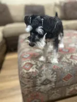 Roxy, a female Miniature Schnauzer for sale in Henderson, TN – 2 of 5