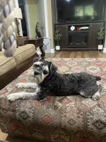 Charlie , a male Miniature Schnauzer for sale in Henderson, TN – 1 of 7