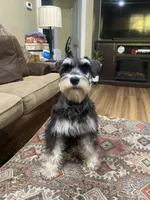 Brutus - AKC  Sold , a male Miniature Schnauzer for sale in Henderson, TN – 5 of 8