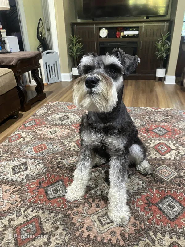 Charlie - AKC Sold, a male Miniature Schnauzer for sale in Henderson, TN – 1 of 8