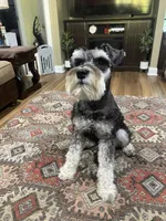 Charlie - AKC Sold, a male Miniature Schnauzer for sale in Henderson, TN – 1 of 8