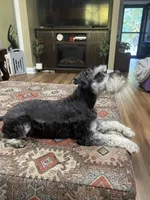 Charlie - AKC Sold, a male Miniature Schnauzer for sale in Henderson, TN – 6 of 8