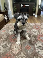 Charlie , a male Miniature Schnauzer for sale in Henderson, TN – 5 of 7