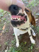 Trooper, a male Treeing Walker Coonhound for sale in Henderson, TN – 2 of 3