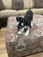 Roxy, a female Miniature Schnauzer for sale in Henderson, TN – 3 of 5