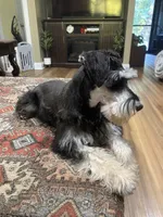 Brutus - AKC  Sold , a male Miniature Schnauzer for sale in Henderson, TN – 7 of 8