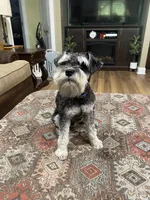 Charlie , a male Miniature Schnauzer for sale in Henderson, TN – 7 of 7