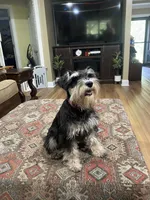 Brutus , a male Miniature Schnauzer for sale in Henderson, TN – 2 of 8