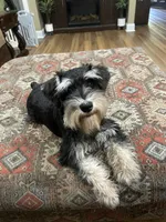 Brutus , a male Miniature Schnauzer for sale in Henderson, TN – 8 of 8