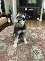 Charlie , a male Miniature Schnauzer for sale in Henderson, TN – 3 of 7