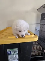 Buddy Jr, a male Samoyed for sale in Victorville, CA – 10 of 10