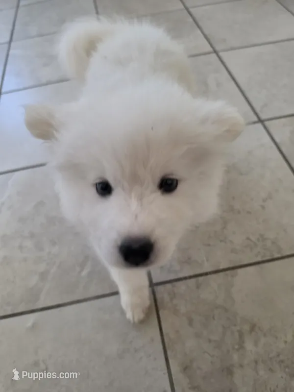 HONEY Jr AKC registered  – Samoyed puppy for sale in Victorville, CA