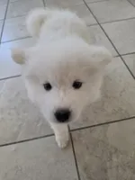 HONEY Jr AKC registered , a female Samoyed for sale in Victorville, CA – 5 of 7