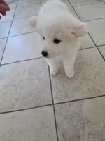 HONEY Jr AKC registered , a female Samoyed for sale in Victorville, CA – 3 of 7